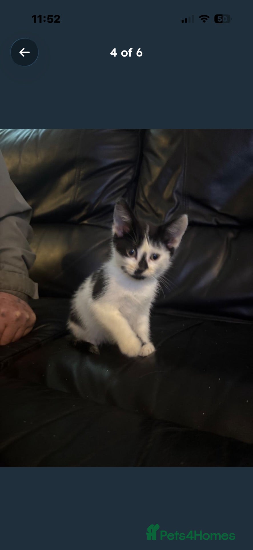 Mixed Breed cats for sale: Kittens - Advert 9