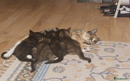 Mixed Breed cats for sale: Four fluffy stress reducers looking for new homes - Image 8