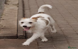 Mixed Breed dogs for adoption: 💖🐶 FAY 🐶💖 - Image 18