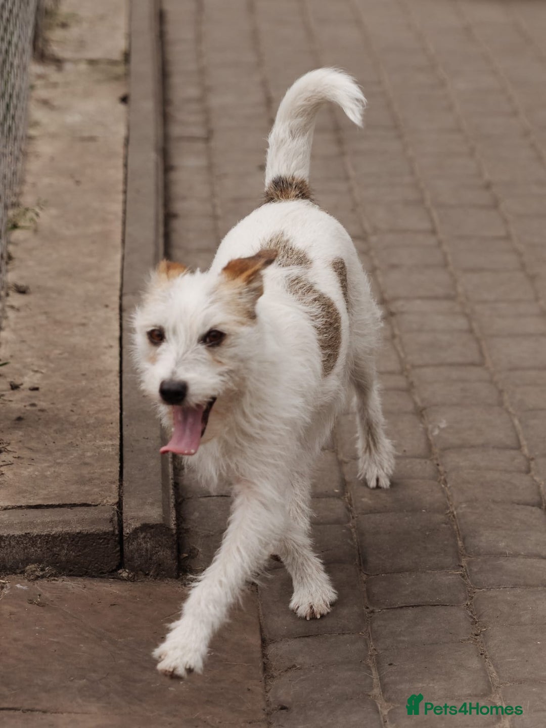 Mixed Breed dogs for adoption: 💖🐶 FAY 🐶💖 - Image 18