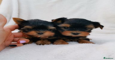 Yorkshire Terrier dogs - Advert 3