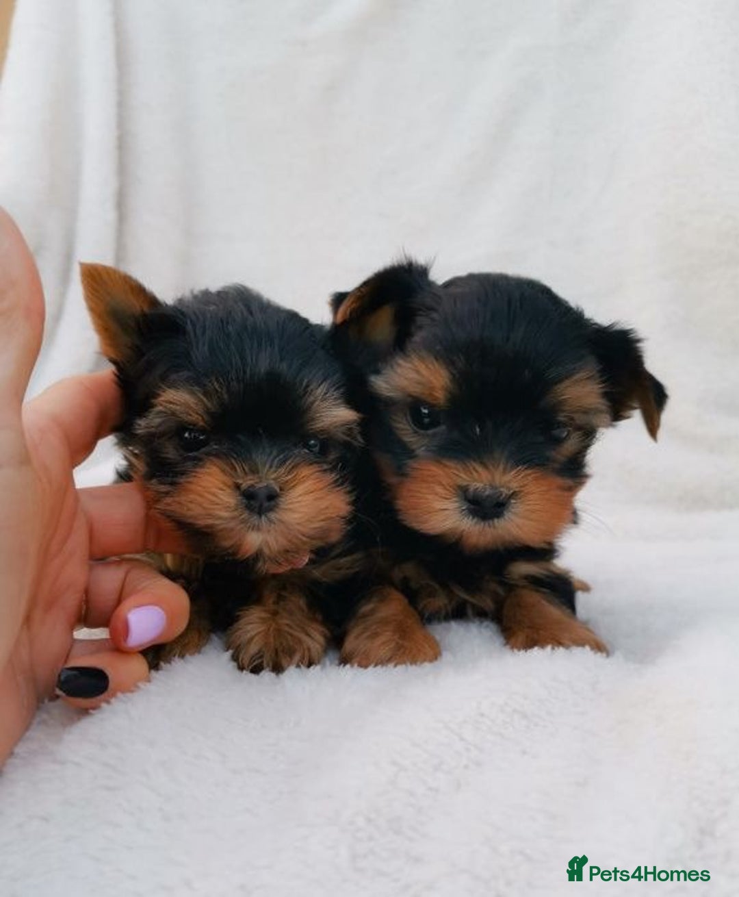 Yorkshire Terrier dogs for sale: Tiny Miniature Yorkshire Terrier puppies  - Image 3