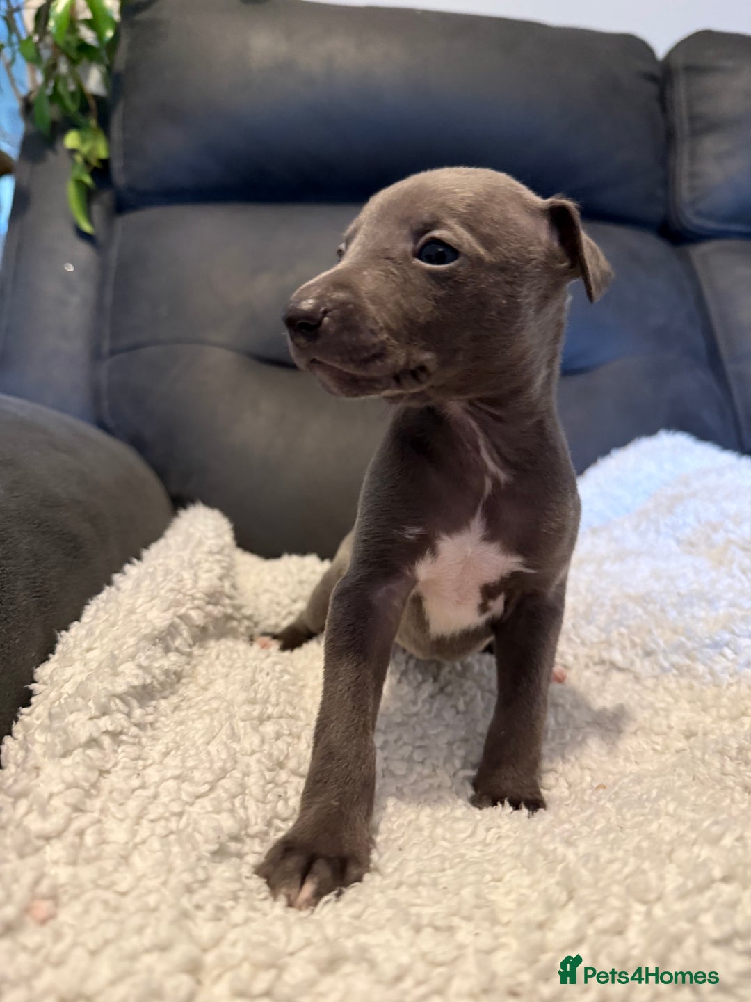 Mixed Breed dogs for sale: Italian Greyhound x Whippet - “Wiggies”  - Advert 14