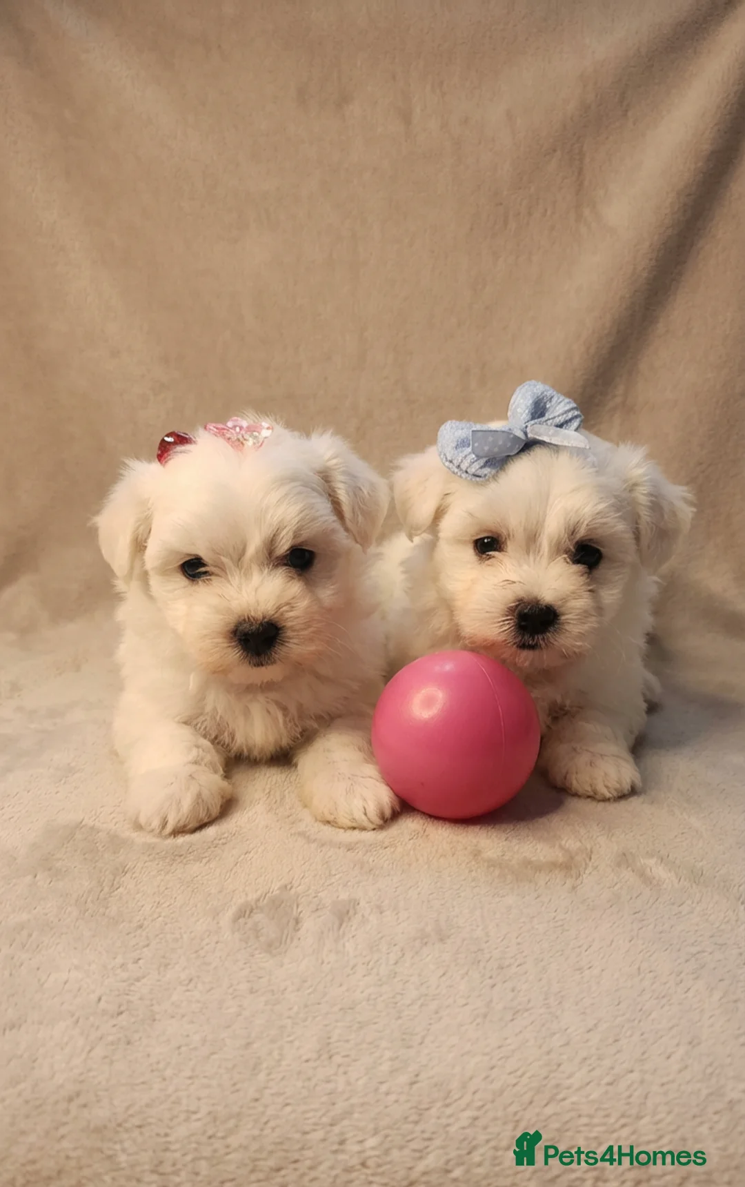 Maltese dogs for sale: Adorable Tinny Maltese puppies  - Advert 1