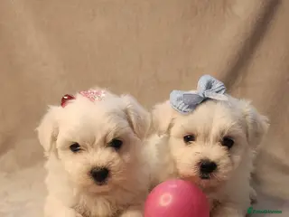 Maltese dogs Adorable Tinny Maltese puppies - Advert 7