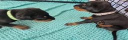 Dobermann dogs for sale: ⭐️⭐️⭐️⭐️⭐️ KC Reg European Dobermann puppies - Advert 2