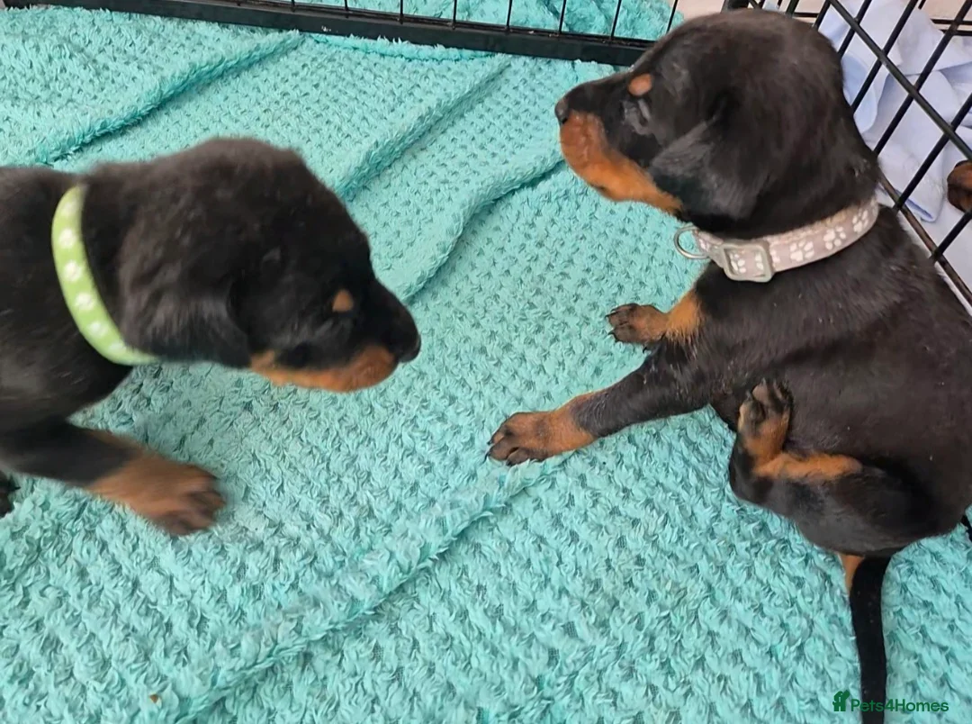 Dobermann dogs for sale: ⭐️⭐️⭐️⭐️⭐️ KC Reg European Dobermann puppies - Advert 2