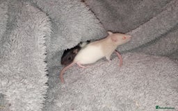 Rat rodents for sale: Adorable baby rats beautiful tamed boys - Image 8