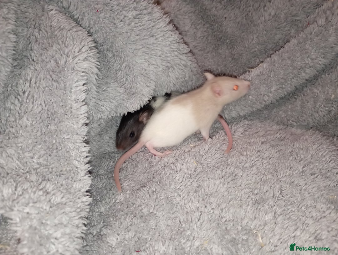Rat rodents for sale: Adorable baby rats beautiful tamed boys - Image 8