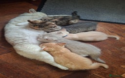 British Shorthair cats for sale: 5 british shorthair kittens. Male and female! - Image 1