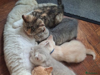 British Shorthair cats 5 british shorthair kittens. Last male avaliable!! - Advert 5