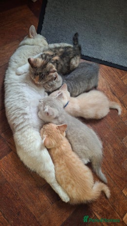 British Shorthair cats - Advert 5