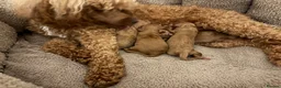 Mixed Breed dogs for sale: Toy Poodle  - Advert 10