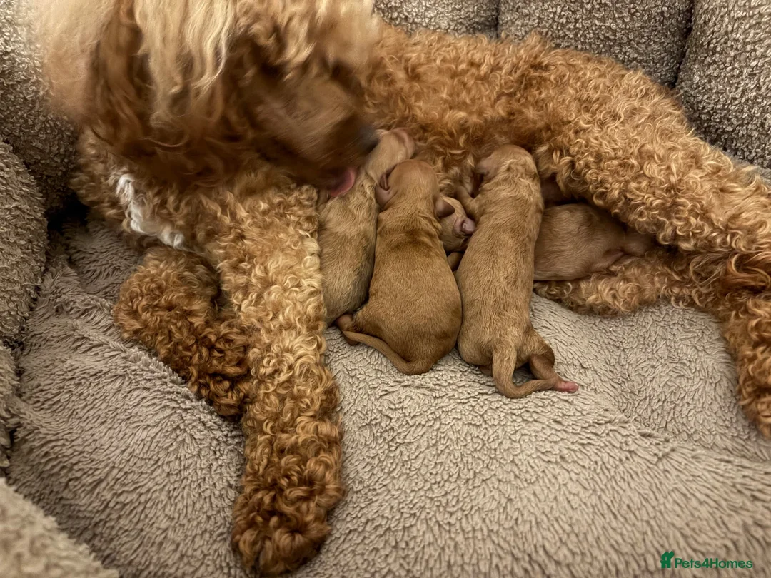 Mixed Breed dogs for sale: Toy Poodle  - Advert 10