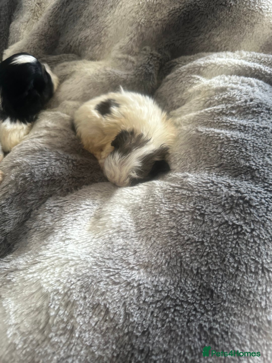 Shihpoo dogs for sale: Beautiful shihpoo puppies for sale - Advert 17