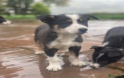 Border Collie dogs for sale: Lovely Border Collie pups available 🩷 - Image 7