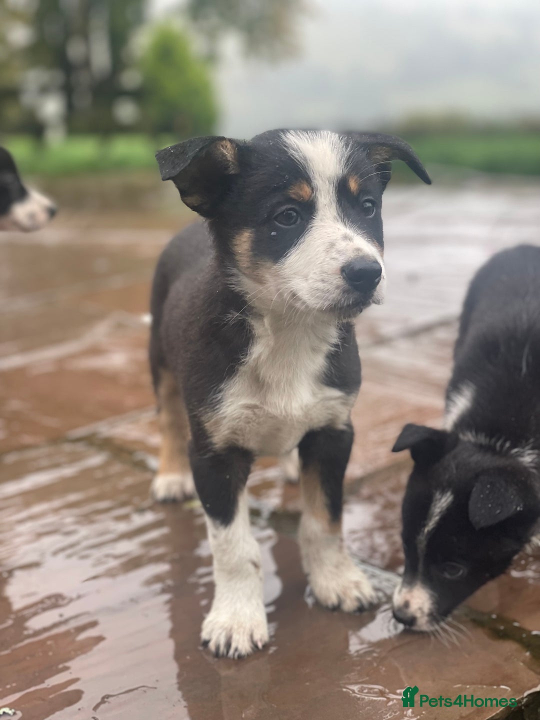 Border Collie dogs for sale: Lovely Border Collie pups available 🩷 - Image 7