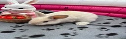 Mini Lop rabbits for sale: 🐰 Beautiful Mini Lop Baby Bunnies –Ready to go 🐰 - Advert 15