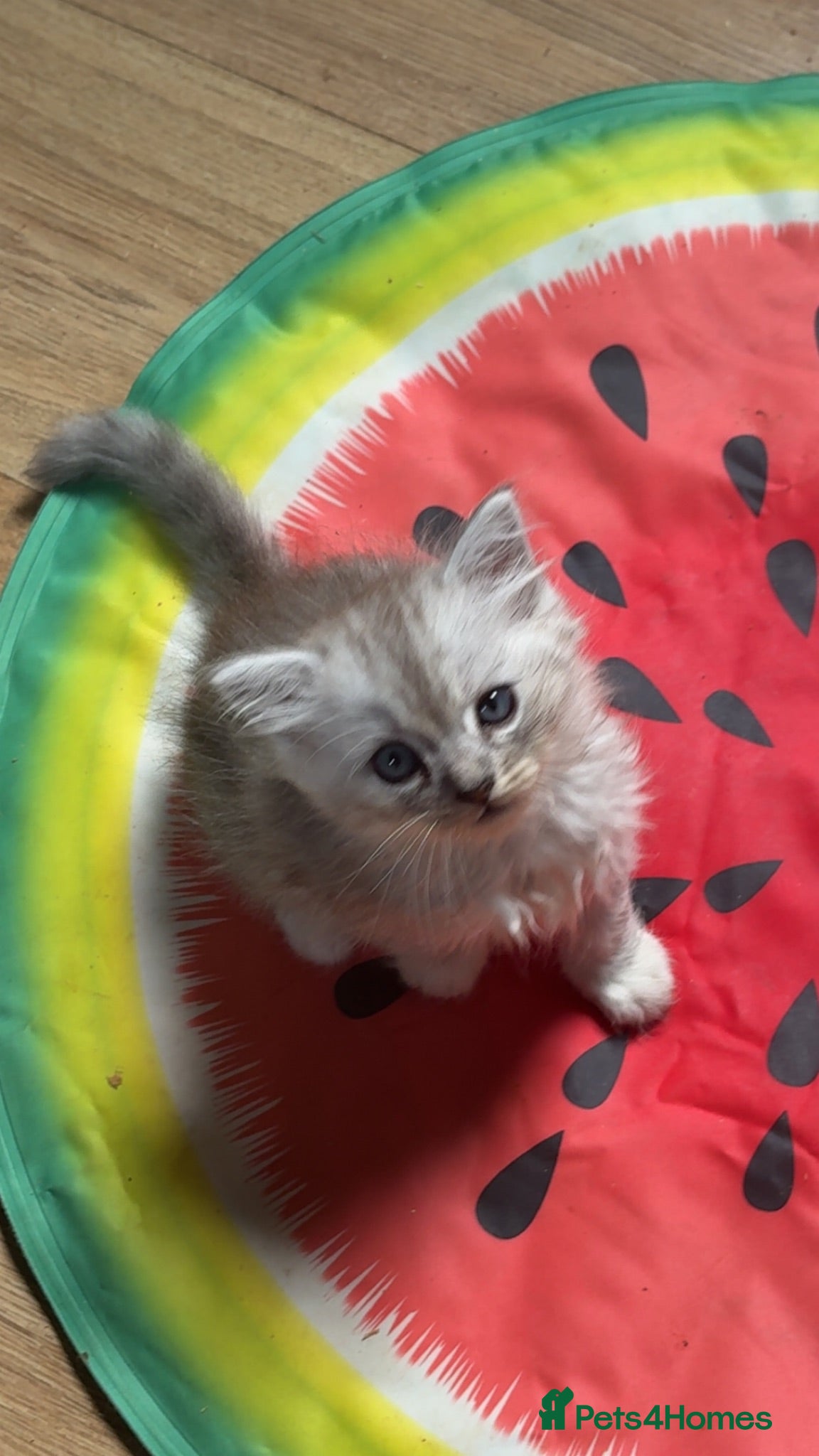 Mixed Breed cats Ragdoll x kittens (3 left  - Advert 4