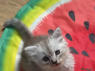 Mixed Breed cats Ragdoll x kittens (3 left - Advert 3