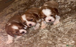 Cavalier King Charles Spaniel dogs for sale: Cavalier King Charles Puppies - Image 2