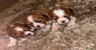 Cavalier King Charles Spaniel dogs - Advert 15