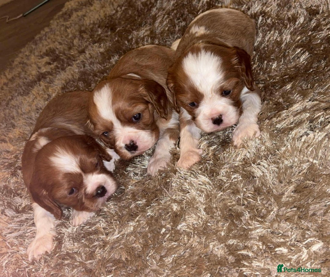 Cavalier King Charles Spaniel dogs for sale: Cavalier King Charles Puppies - Image 2