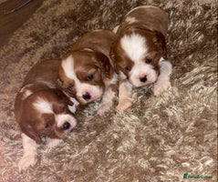 Cavalier King Charles Spaniel dogs - Advert 6