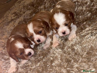 Cavalier King Charles Spaniel dogs Cavalier King Charles Puppies - Advert 2
