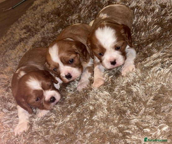 Cavalier King Charles Spaniel dogs Cavalier King Charles Puppies - Advert 4