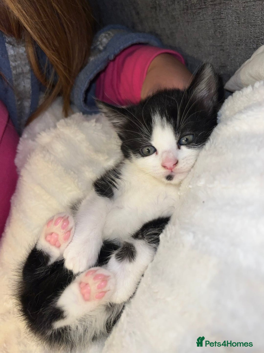 Mixed Breed cats for sale: Beautiful kittens ❤️ - Advert 7