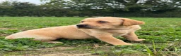 Labrador Retriever dogs for sale: KC Labradors - parents health tested  - Advert 3