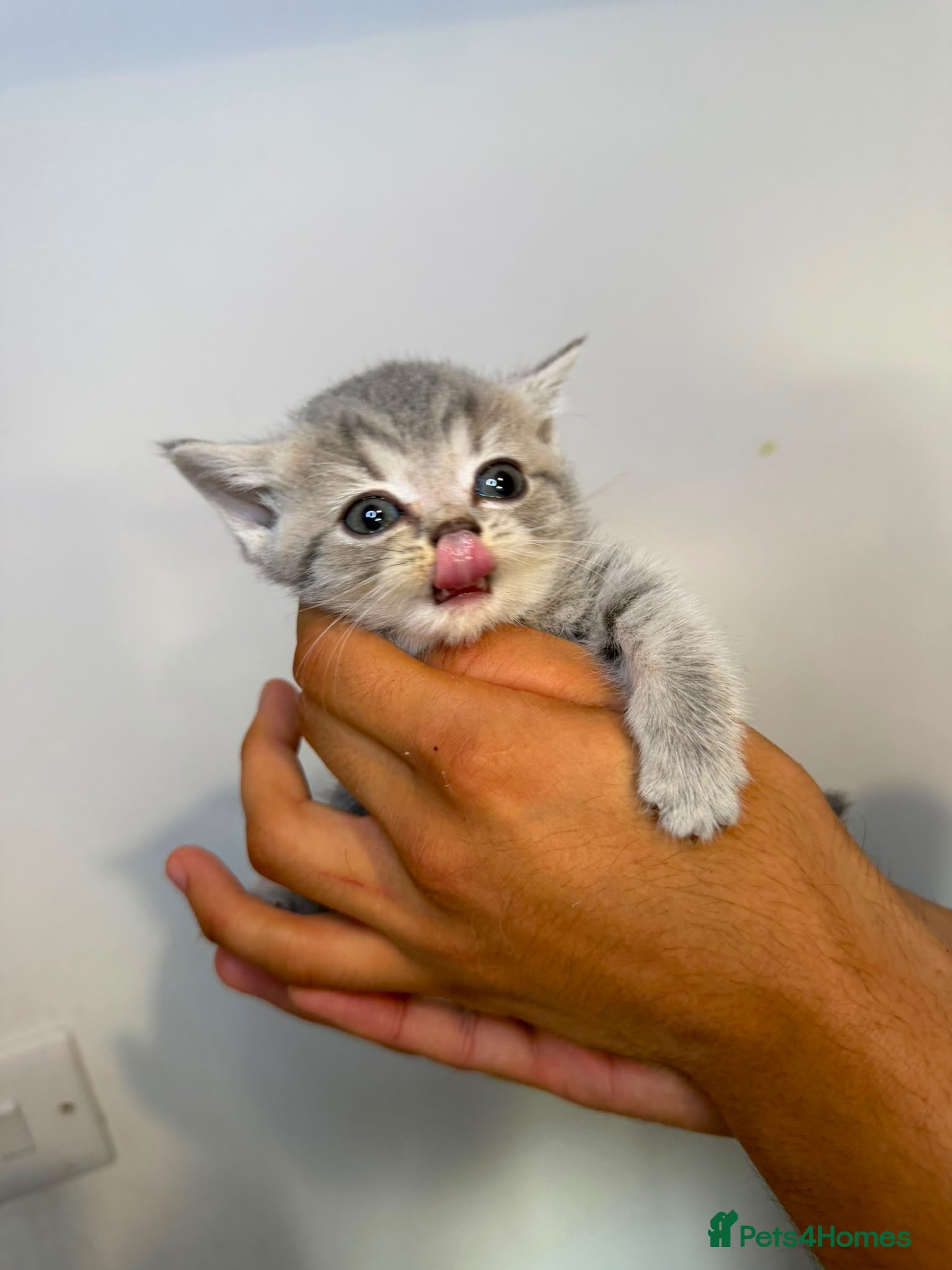 Scottish Fold cats 2 kittens left - Advert 2