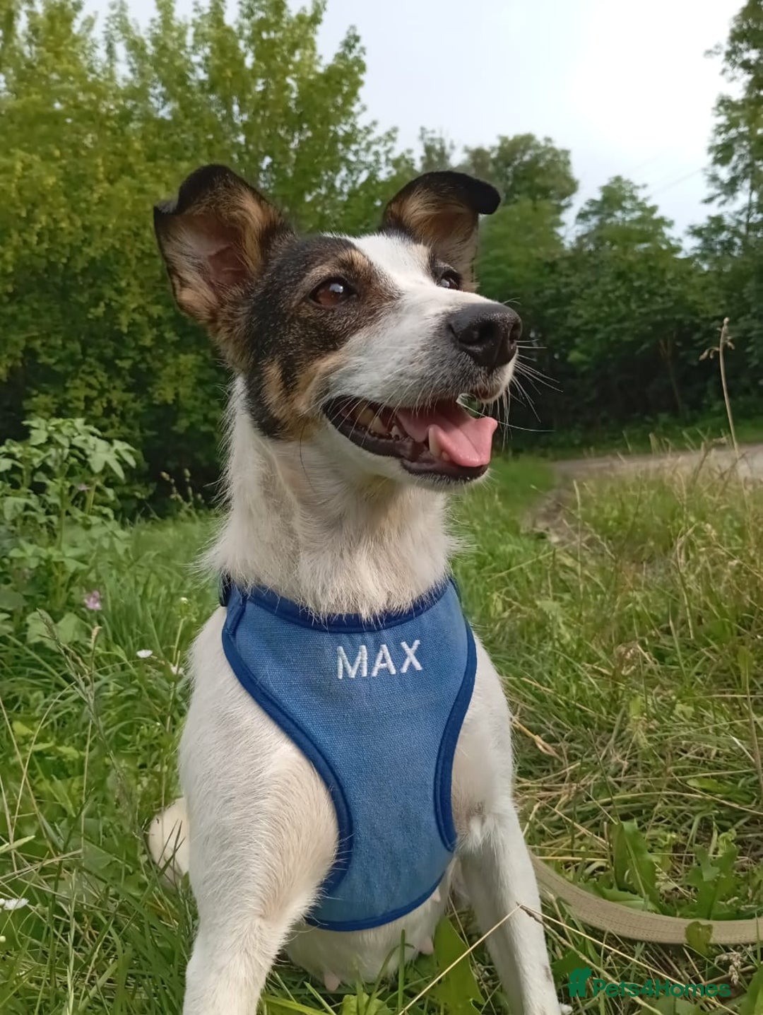 Mixed Breed dogs for adoption: ❤️ Alma – a 1.5-year-old lower-medium girl❤️ - Advert 5