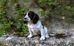 Cocker Spaniel dogs for sale: Beautiful Cocker Spaniel Puppy - Image 13