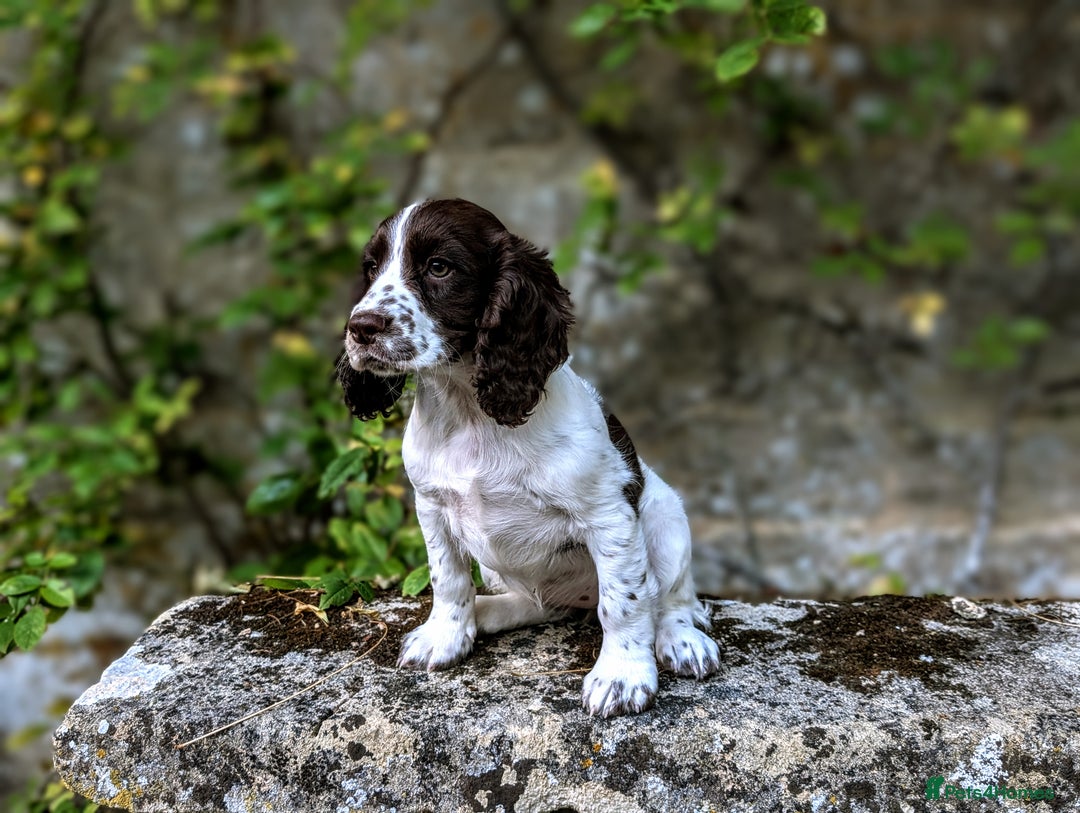 Cocker Spaniel dogs for sale: Beautiful Cocker Spaniel Puppy - Image 13
