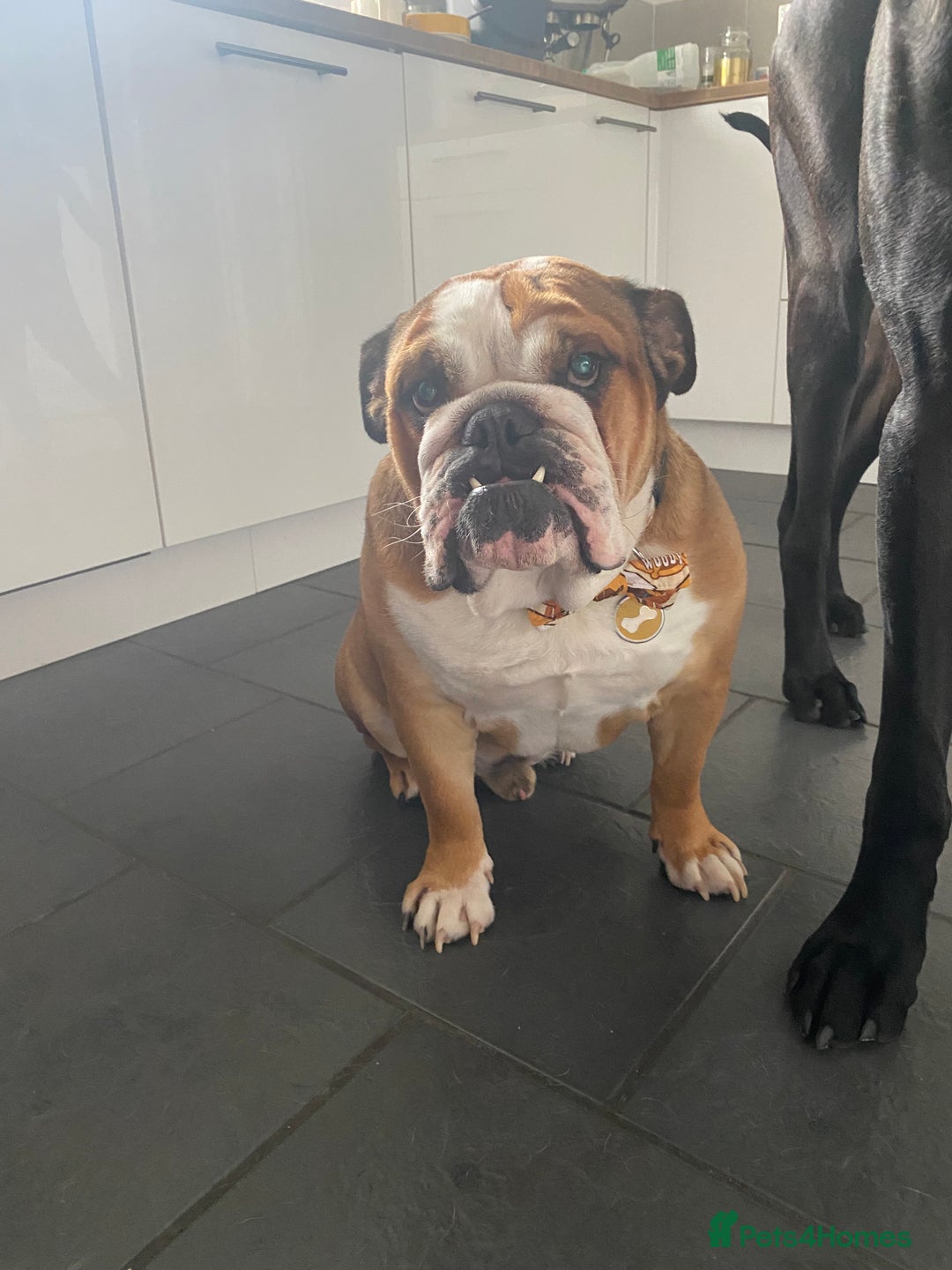 English Bulldog dogs for sale: English bulldog male - Image 8