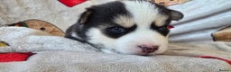Pomsky dogs for sale: Pomsky Puppies for Sale - Advert 28