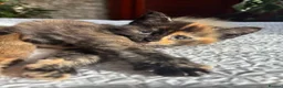 Maine Coon cats for sale: Maine Coon kittens ready to go  - Advert 18