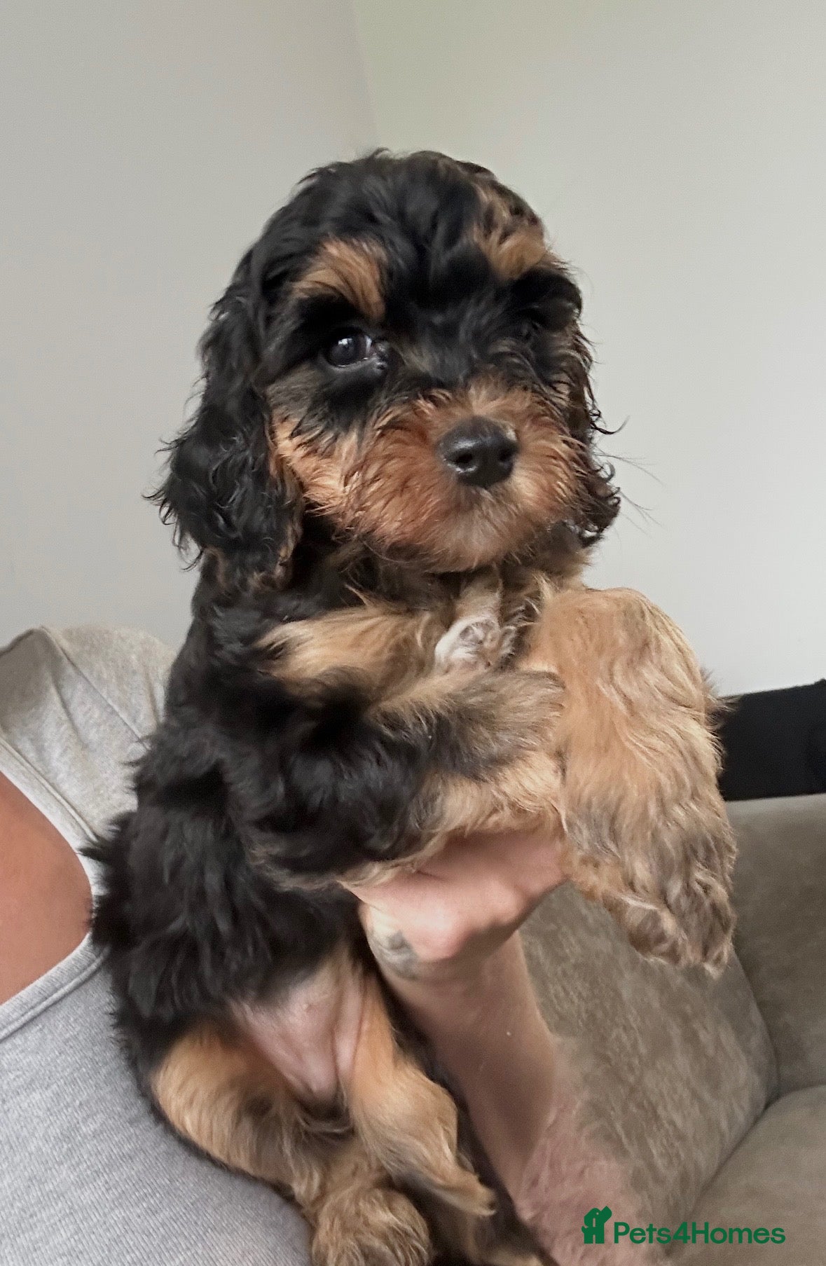 Cockapoo dogs Stunning cockapoos looking for forever homes - Advert 15