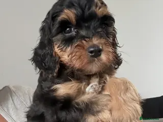 Cockapoo dogs Stunning cockapoos looking for forever homes - Advert 15