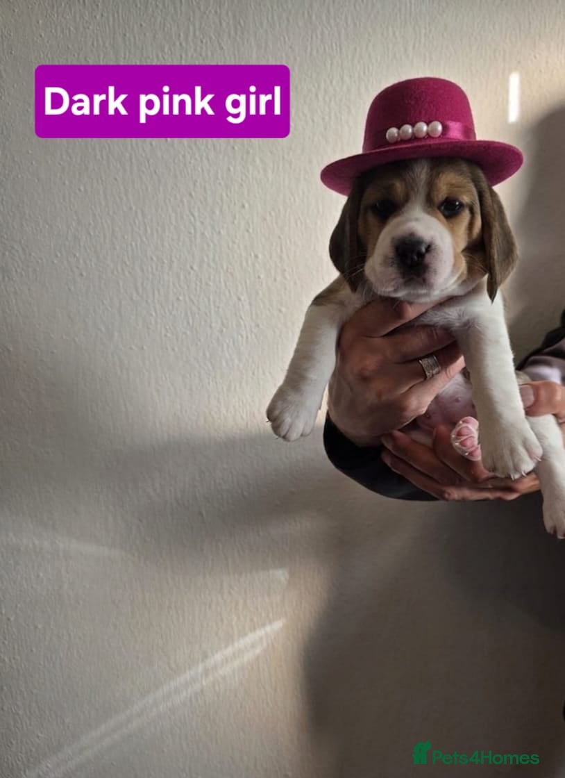 Beagle dogs for sale: Beagle puppies ready for love!! - Advert 3