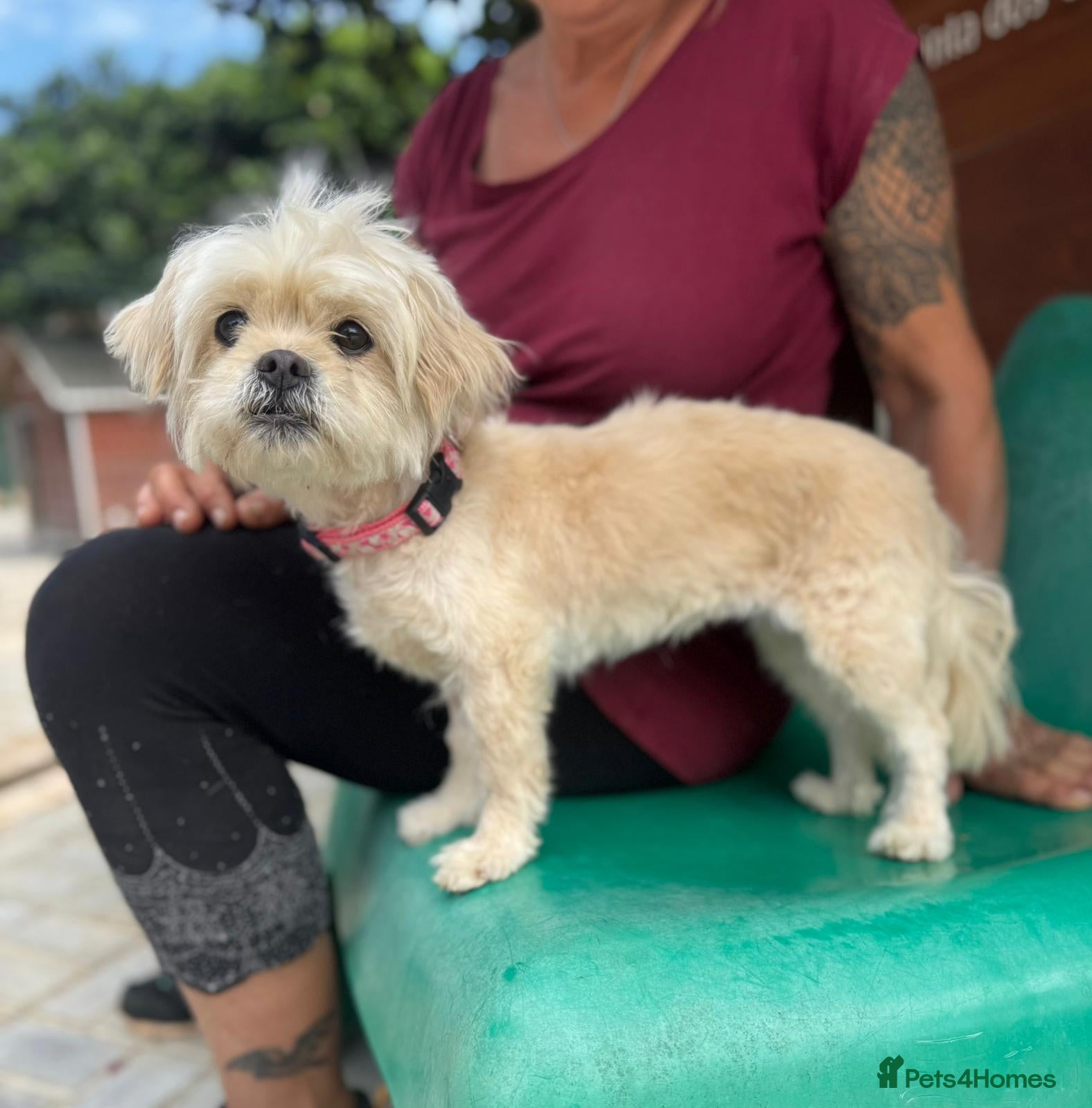 Mixed Breed dogs Tinnie Winnie Valentina - Advert 2