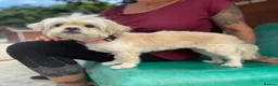 Mixed Breed dogs for adoption: Tinnie Winnie Valentina - Advert 1