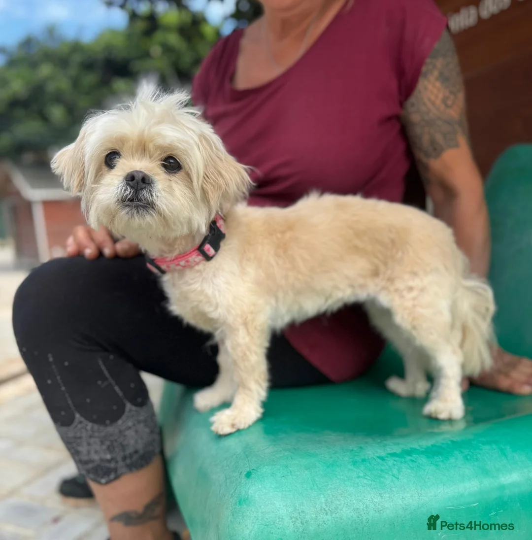 Mixed Breed dogs for adoption: Tinnie Winnie Valentina - Advert 1