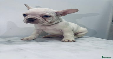 French Bulldog dogs KC registered puppies for sale - Advert 6
