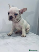 French Bulldog dogs KC registered puppies for sale - Advert 4