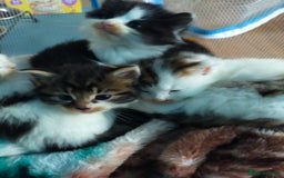 Mixed Breed cats for sale: Four lovely fluffy kittens  - Image 20