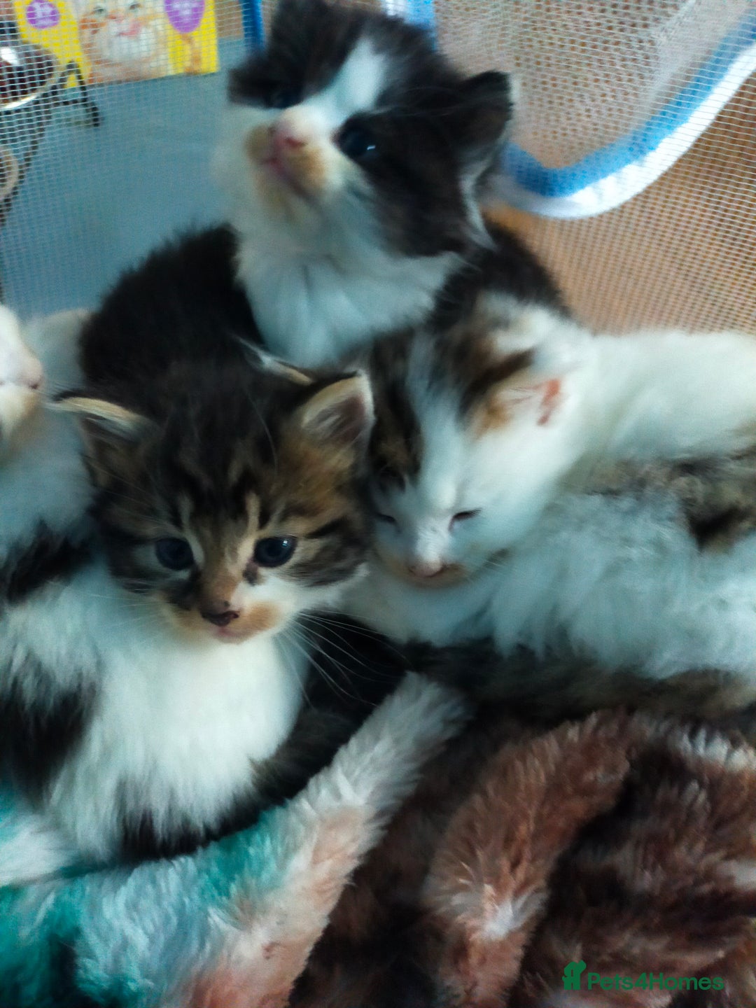 Mixed Breed cats for sale: Four lovely fluffy kittens  - Image 20