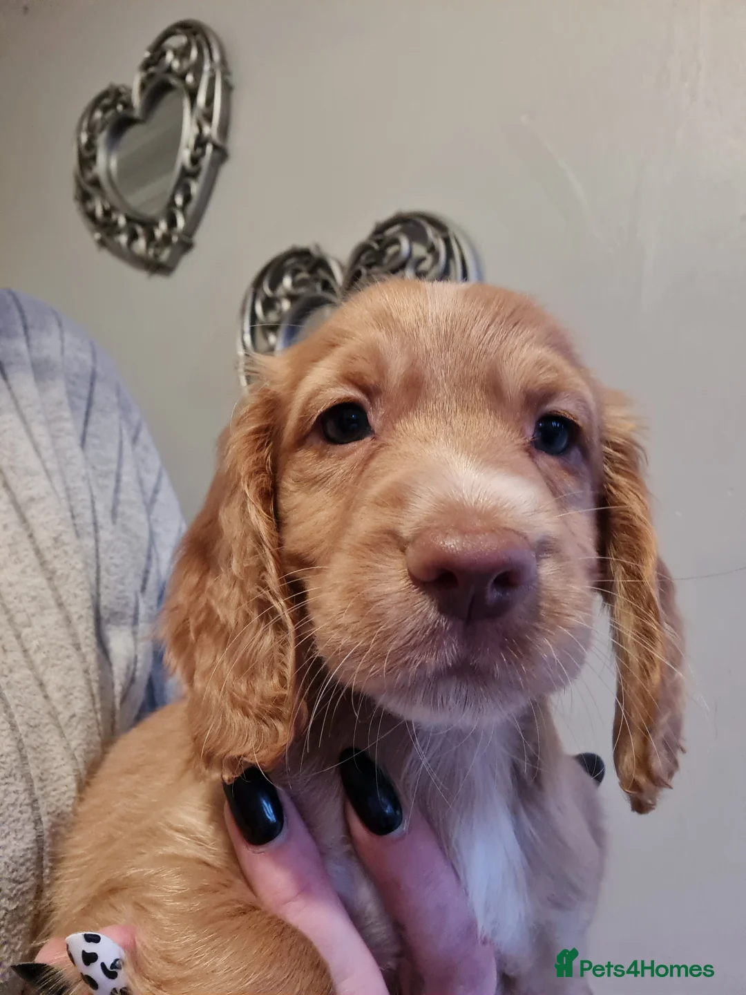 Cocker Spaniel dogs for sale: 5 Gorgeous Working Cockers - Advert 8
